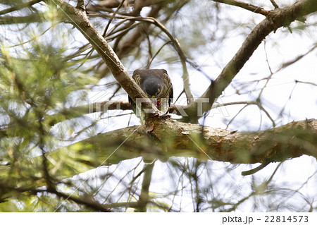 雀鷹 雌 雀鷹 雌 22814573