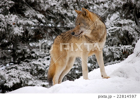 雪の上のオオカミの写真素材