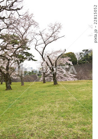 東京名所案内皇居案内・皇居乾通り脇の若い桜木と乾濠の擁壁・縦位置 22815052