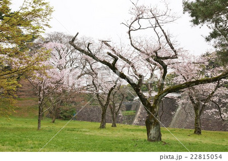 東京名所案内皇居案内・皇居乾通り脇の若い桜木と乾濠の擁壁・横位置 東京名所案内皇居案内・皇居乾通り脇の若い桜木と乾濠の擁壁・横位置 22815054