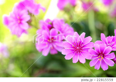 レウィシア 22815559