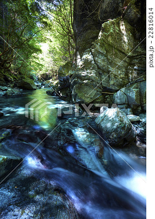 静岡県 白倉峡 新緑 22816014