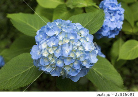 アジサイ アジサイ 22816091
