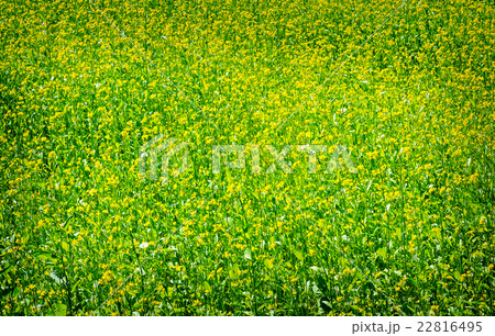 Green meadow with blossoming plants of mustard. 22816495