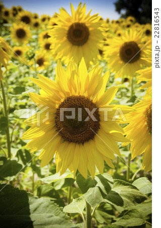Sunflowers in sunshine 22816543