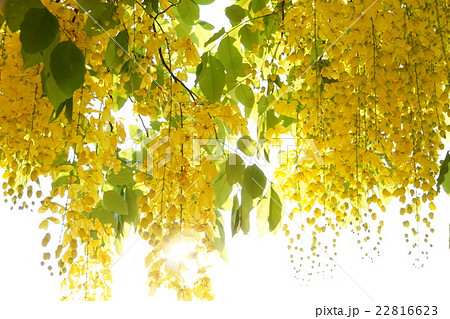 Golden Shower（ゴールデンシャワー） 22816623