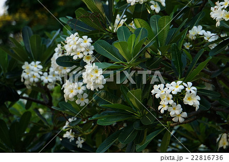 Plumeria（プルメリア） 22816736