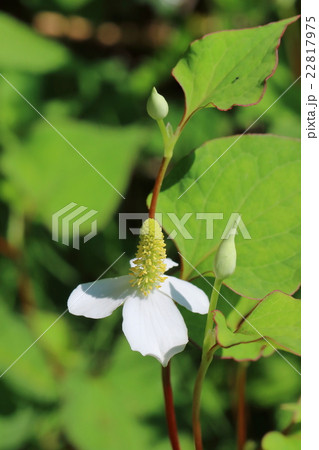 ドクダミの花 ドクダミの花 22817975