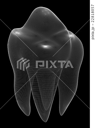 image of the human tooth 22818057