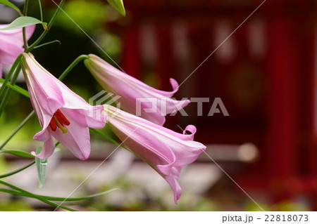 大神神社末社　市杵島姫神社のササユリ 22818073