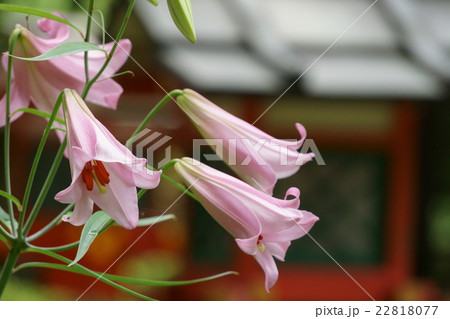 大神神社末社　市杵島姫神社のササユリ 22818077