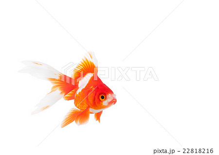 金魚02 22818216