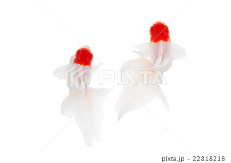 金魚04 22818218