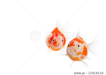 金魚05 22818219