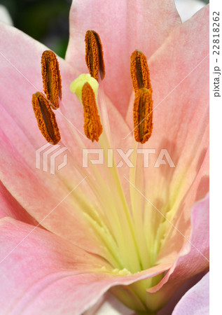 Beautiful lily growing in garden Beautiful lily growing in garden 22818262