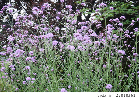 サンジヤクバーベナ 紫花 サンジヤクバーベナ 紫花 22818361