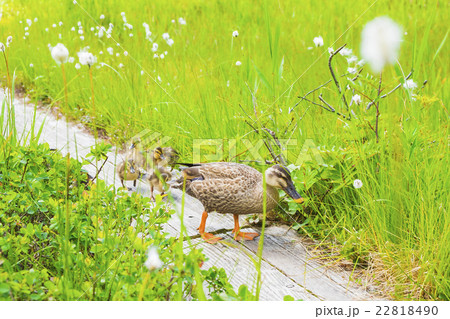 わたすげとカルガモ家族 22818490