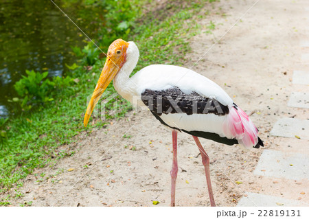 Painted stork walking on the street, Thailand Painted stork walking on the street, Thailand 22819131