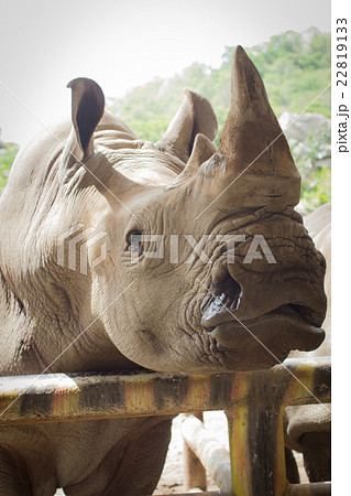 Rhinoceros closeup in the public zoo Rhinoceros closeup in the public zoo 22819133