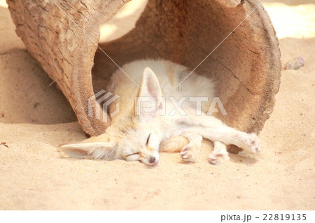 眠るフェネック 22819135