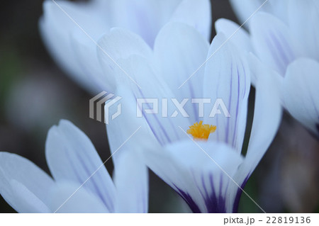 早春の代表花　クロッカス 22819136