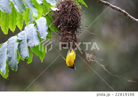アフリカの野鳥・ニショクハタオリ アフリカの野鳥・ニショクハタオリ 22819166