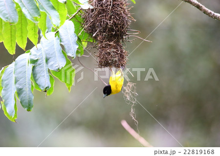 アフリカの野鳥・ニショクハタオリ 22819168