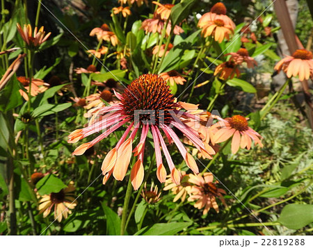 ムラサキバレンギク 22819288