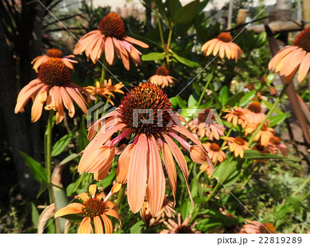 ムラサキバレンギク 22819289