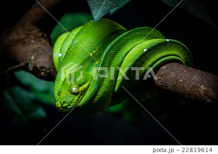 green snake is on a branch green snake is on a branch 22819614