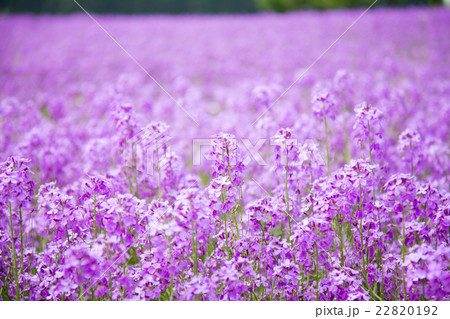 スイートロケットの花 22820192