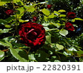 赤いバラ 22820391