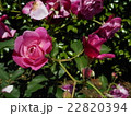 薔薇の花 22820394