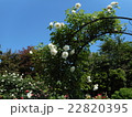 青空とバラ 22820395