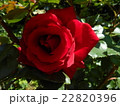赤いバラ 22820396