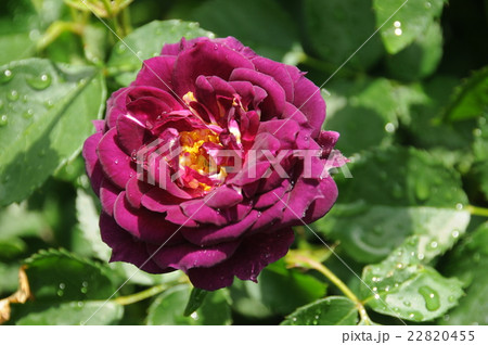 雨上がりのバラ 雨上がりのバラ 22820455