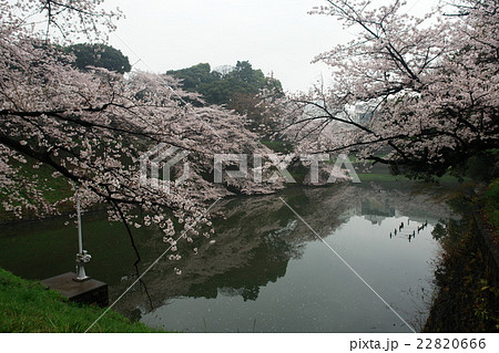 Cherry blossom the the Imperial Palace,Tokyo Japa Cherry blossom the the Imperial Palace,Tokyo Japa 22820666