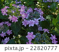 紫陽花の花 22820777