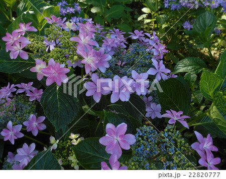 紫陽花の花 22820777