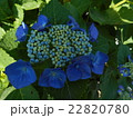 紫陽花 22820780