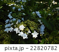 白い紫陽花 22820782