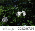 紫陽花 22820784