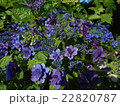 紫陽花の花 22820787