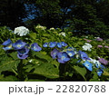 紫陽花の花 22820788