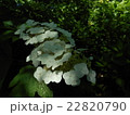 紫陽花の花 22820790