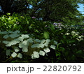 紫陽花の花 22820792