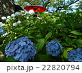 紫陽花と赤い傘 22820794