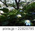 紫陽花の花 22820795