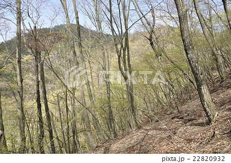 黍殻山と新緑の森 黍殻山と新緑の森 22820932