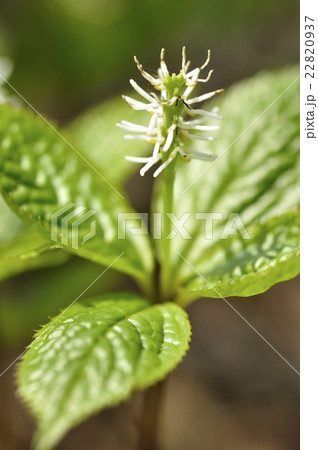 ヒトリシズカ 22820937